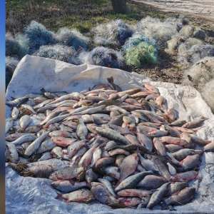 Cetățeni români prinși în timp ce pescuiau ilegal cu plase pe lacul Sinoe