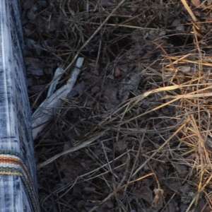 Acţiune de cooperare la frontiera româno-moldoveană pentru combaterea contrabandei cu ţigări