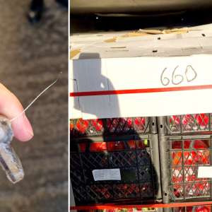 Şase cetăţeni turci, ascunşi într-un TIR încărcat cu legume