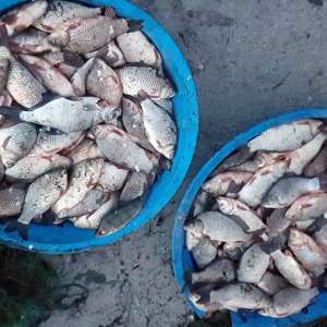 Sute de kilograme de peşte provenit din braconaj şi mii de kilometri de plase confiscate de poliţiştii de frontieră din cadrul Gărzii de Coastă, în primele 3 luni ale anului 2022