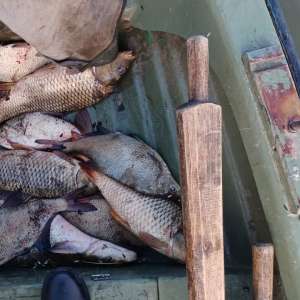 Braconaj piscicol în zona Rezervației Biosferei Delta Dunării