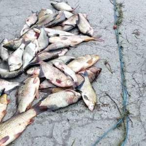 Infracțiuni de braconaj piscicol constatate de polițiștii de frontieră brăileni