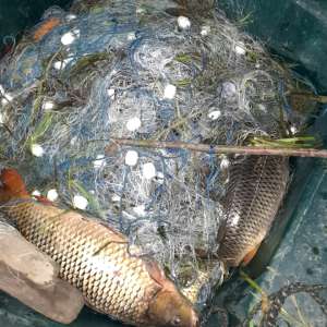 200 de kilograme de pește și 1.500 metri de plase din material textil și mono-filament, descoperite de polițiștii de frontieră din cadrul Gărzii de Coastă