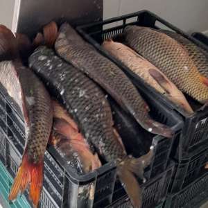 200 de kilograme de pește și 1.500 metri de plase din material textil și mono-filament, descoperite de polițiștii de frontieră din cadrul Gărzii de Coastă