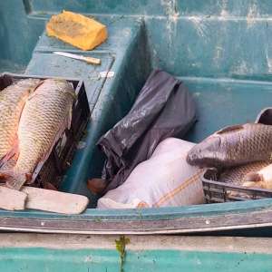 200 de kilograme de pește și 1.500 metri de plase din material textil și mono-filament, descoperite de polițiștii de frontieră din cadrul Gărzii de Coastă