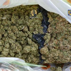 27 de kilograme de cannabis, descoperite de polițiști