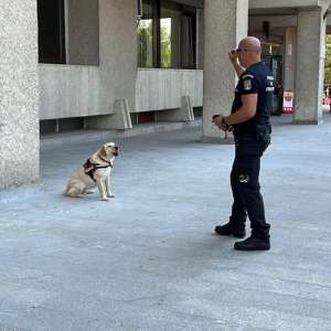 Tazada, cățelușa vedetă a Poliţiei de Frontieră Botoşani
