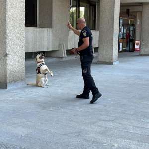 Tazada, cățelușa vedetă a Poliţiei de Frontieră Botoşani