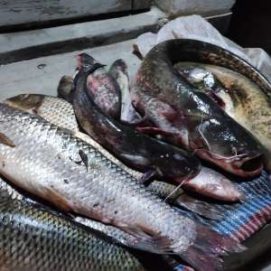 Peşte fără documente legale, descoperit de polițiștii de frontieră gălățeni