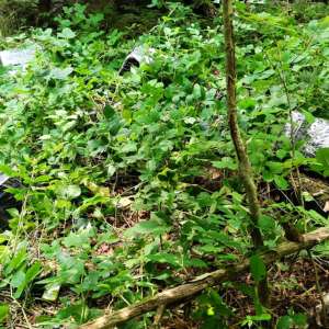 Țigări de contrabandă în valoare de 67.600 lei confiscate de polițiștii de frontieră maramureșeni