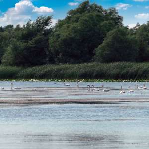 Delta, războiul și lipitorile