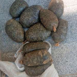 Delta, războiul și lipitorile