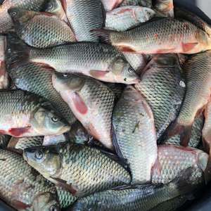 Transport ilegal de peşte, depistat de poliţiştii de frontieră din cadrul Sectorului Poliţiei de Frontieră Olteniţa