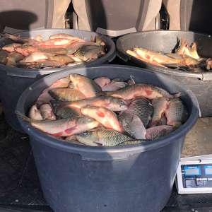 Transport ilegal de peşte, depistat de poliţiştii de frontieră din cadrul Sectorului Poliţiei de Frontieră Olteniţa