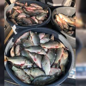 Transport ilegal de peşte, depistat de poliţiştii de frontieră din cadrul Sectorului Poliţiei de Frontieră Olteniţa