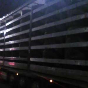 Două mijloace de transport, încărcate cu peste 23 de tone de deşeuri, oprite la Borș II