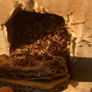 Aproape 14 tone de tutun de contrabandă, în valoare de peste 1,5 milioane lei, descoperite într-un autocamion, în PTF Bechet