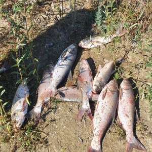 Cercetaţi penal pentru pescuit prin metode şi cu unelte ilegale