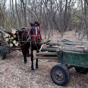 Dosar penal pentru exploatarea fondului forestier național fără autorizație
