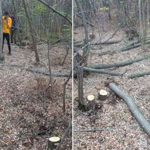 Dosar penal pentru exploatarea fondului forestier național fără autorizație