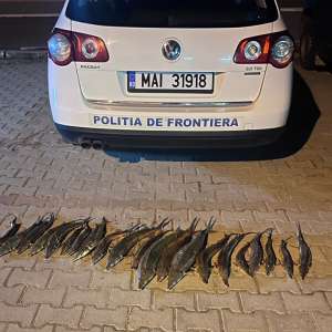 Depistat cu aproximativ 20 de kilograme pește din specia sturion (cegă) în mașină