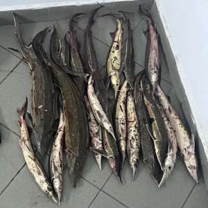 Depistat cu aproximativ 20 de kilograme pește din specia sturion (cegă) în mașină