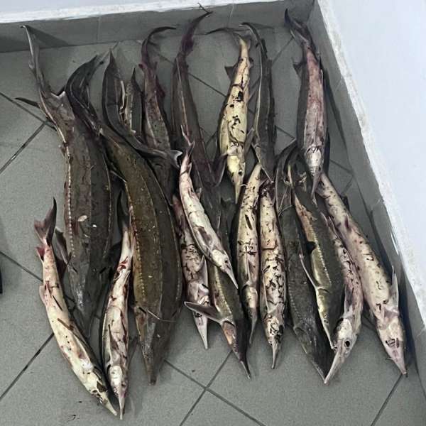 Depistat cu aproximativ 20 de kilograme pește din specia sturion (cegă) în mașină