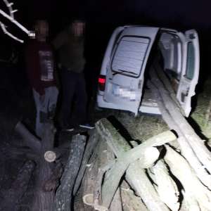 Dosar penal pentru exploatarea fondului forestier național fără autorizație