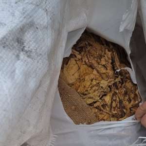 1.320 kilograme foi de tutun ambalate în 32 de saci, descoperite de polițiștii de frontieră giurgiuveni