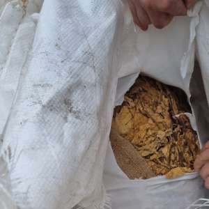 1.320 kilograme foi de tutun ambalate în 32 de saci, descoperite de polițiștii de frontieră giurgiuveni