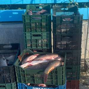 Peste 1.300 de metri plase monofilament cu 337 de kilograme de pește, scoase din lacul Sinoe, de polițiștii de frontieră