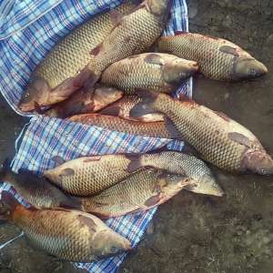 Vasluieni - braconieri descoperiți în zona de competență de polițiștii de frontieră