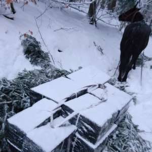 Contrabandă cu calul la Valea Vișeului