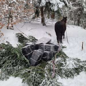 Contrabandă cu calul la Valea Vișeului