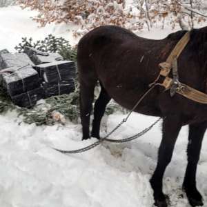 Contrabandă cu calul la Valea Vișeului