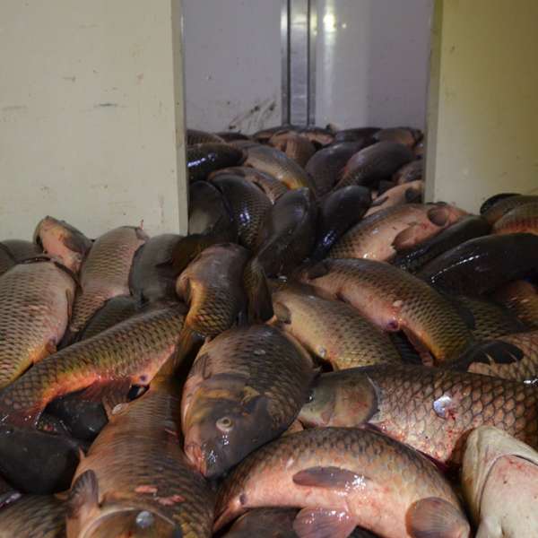 132 kg de pește, fără documente justificative, descoperite de polițiștii de frontieră tulceni, în Delta Dunării.