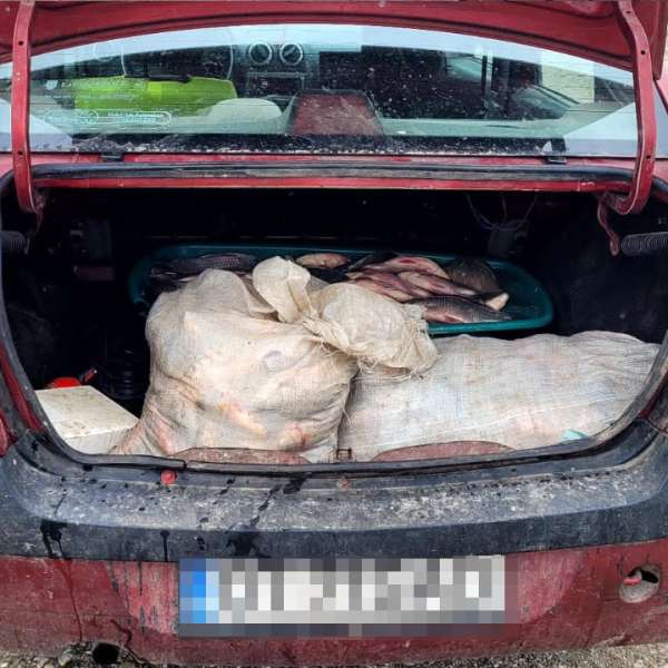 Deținere, transport sau comercializare fără documente legale a peștelui