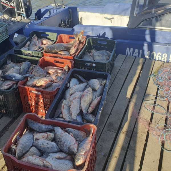1000 metri de plase mono-filament cu 207 kilograme de pește scoase din lacul Sinoe de polițiștii de frontieră