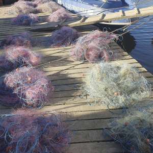 1000 metri de plase mono-filament cu 207 kilograme de pește  scoase din lacul Sinoe de polițiștii de frontieră