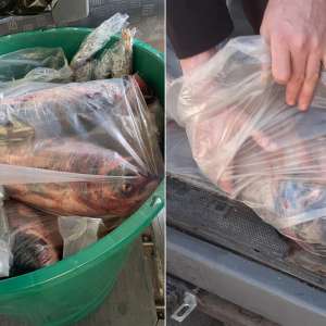 Prins cu pește fără a deține documente legale