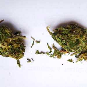 Substanță vegetală, de culoare verde, depistată asupra unui cetăţean turc în P.T.F. Calafat