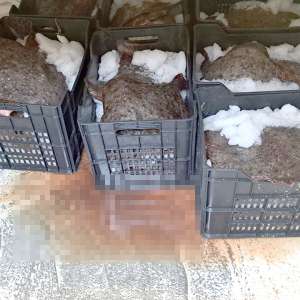 Trei pescadoare depistate la pescuit ilegal în zona economică exclusivă a României în Marea Neagră