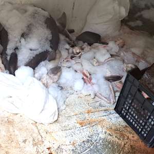 Trei pescadoare depistate la pescuit ilegal în zona economică exclusivă a României în Marea Neagră