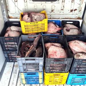 Trei pescadoare depistate la pescuit ilegal în zona economică exclusivă a României în Marea Neagră