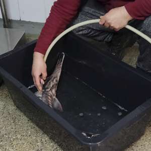 Sturion redat mediului natural de către polițiștii de frontieră