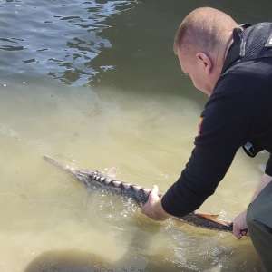 Sturion redat mediului natural de către polițiștii de frontieră