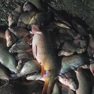 Poliţiştii de frontieră au confiscat în două zile sute de metri de plasă monofilament