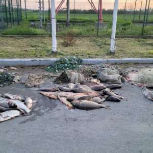 170 kilograme de pește pescuit în perioada de prohibiție, descoperite de polițiștii de frontieră