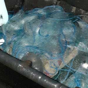 100 kilograme de pește provenit din braconaj și 500 metri de plase descoperite de polițiștii de frontieră