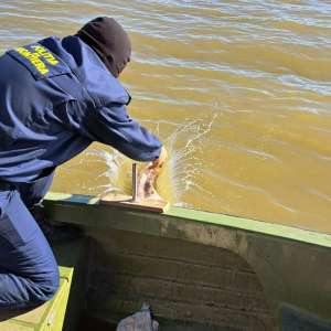 25 kilograme de sturion redate mediului natural